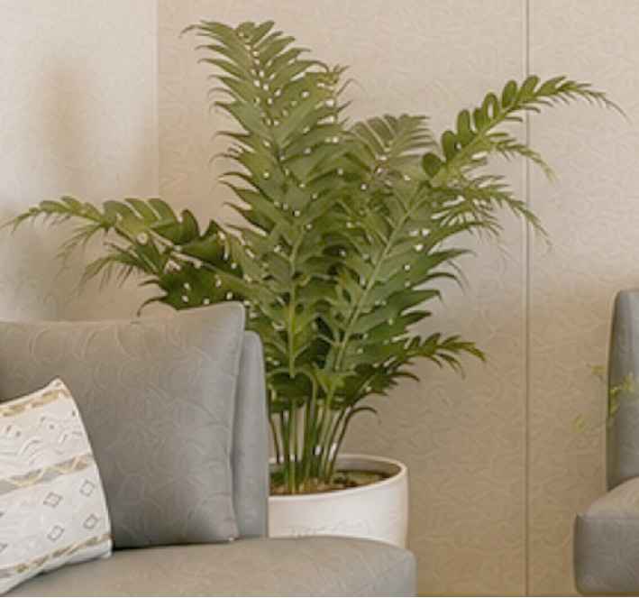 Indoor plant — reference photograph from furniture schedule A10 FD-03